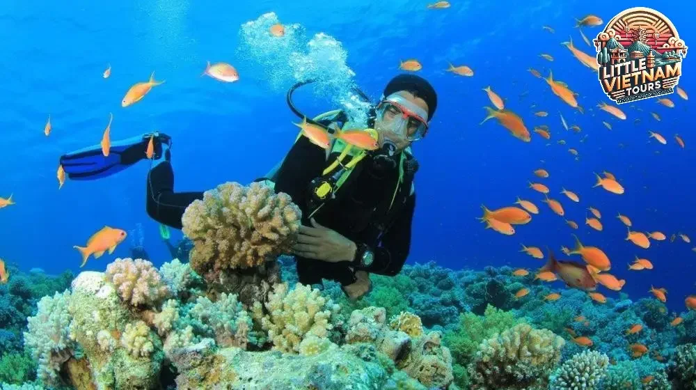 Lặn Biển Ngắm San Hô (Scuba Diving Snorkeling)