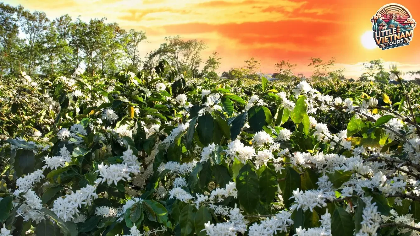 Mùa Thu Hoạch Cà Phê