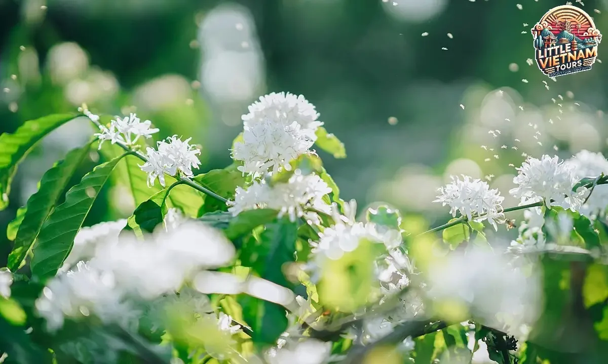 Những Địa Điểm Không Thể Bỏ Qua Ở Buôn Mê Thuột Tháng 12