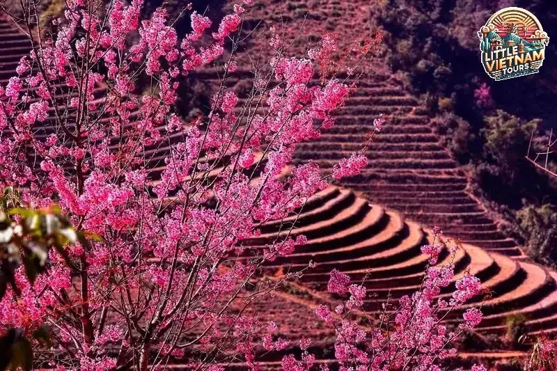 Mùa Nước Đổ (Tháng 5 - Tháng 6) Khi Ruộng Bậc Thang Hóa Thành Tấm Gương Khổng Lồ