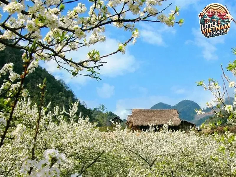 Mùa Thu (Tháng 9 - Tháng 11) Mùa Hoa Tam Giác Mạch Và Cải Trắng