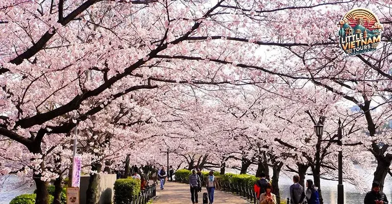Nên đi du lịch Hàn Quốc vào mùa nào? Phân tích chi tiết Nên đi du lịch Hàn Quốc vào mùa nào? Phân tích chi tiết