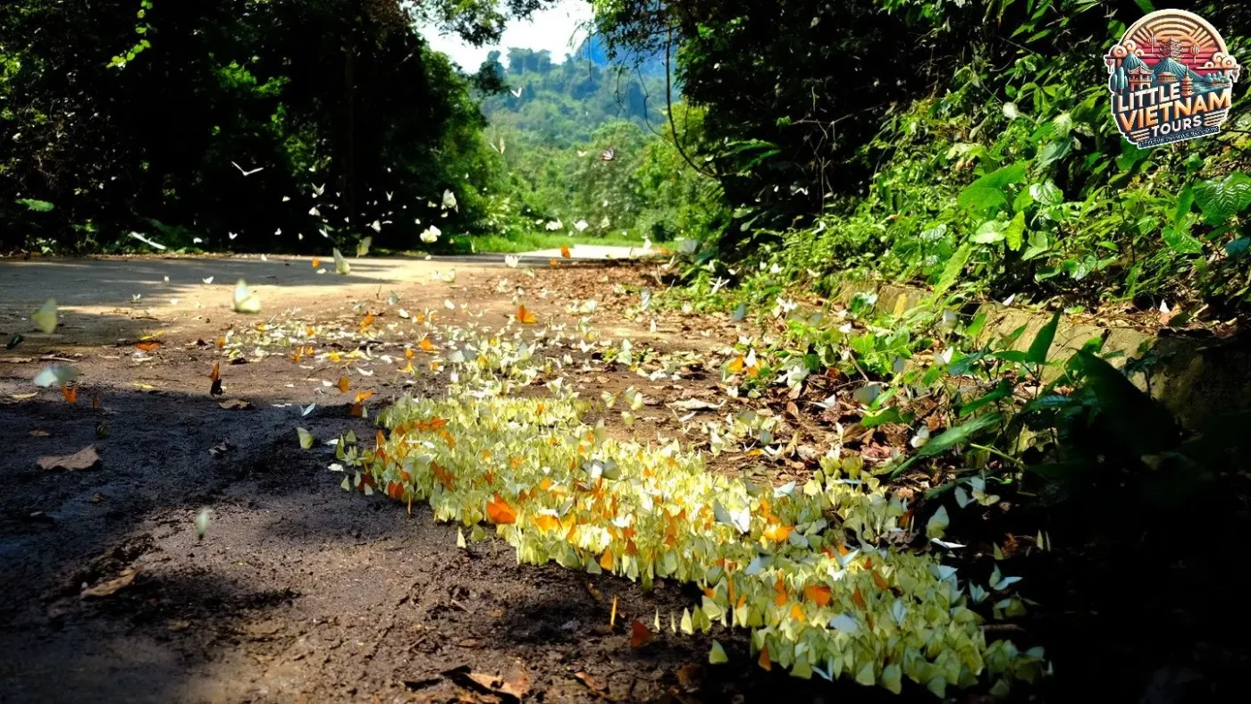 Thời điểm lý tưởng để khám phá mùa bướm Cúc Phương