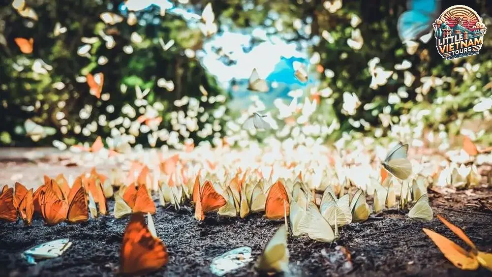 Địa điểm ngắm bướm lý tưởng tại Cúc Phương