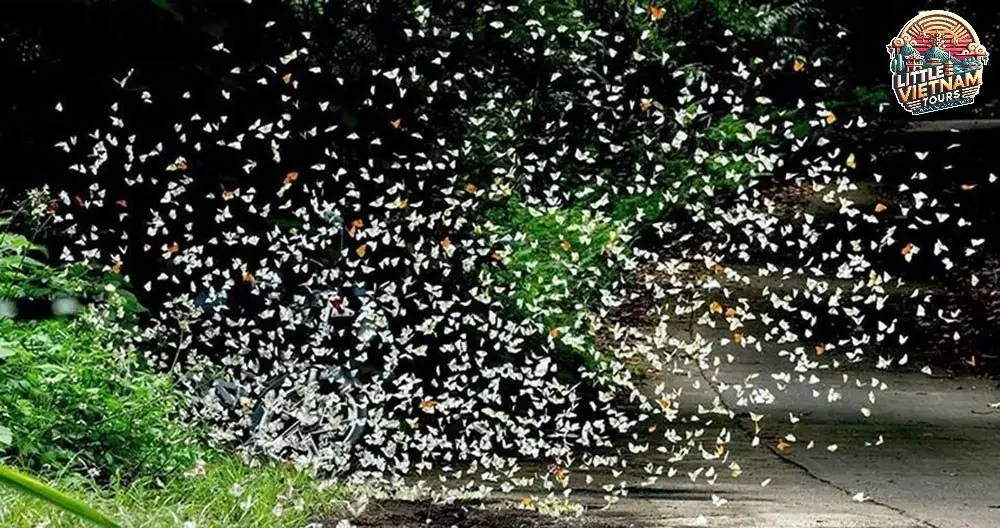 Cây Chò Ngàn Năm và Cây Đăng Cổ Thụ