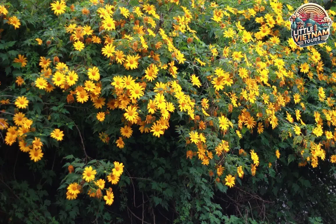 Thời Gian Lý Tưởng Để Săn Hoa Dã Quỳ Thời Gian Lý Tưởng Để Săn Hoa Dã Quỳ